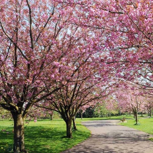 Curraghchase Garden Centre | Prunus Kanzan Japanese Cherry Tree