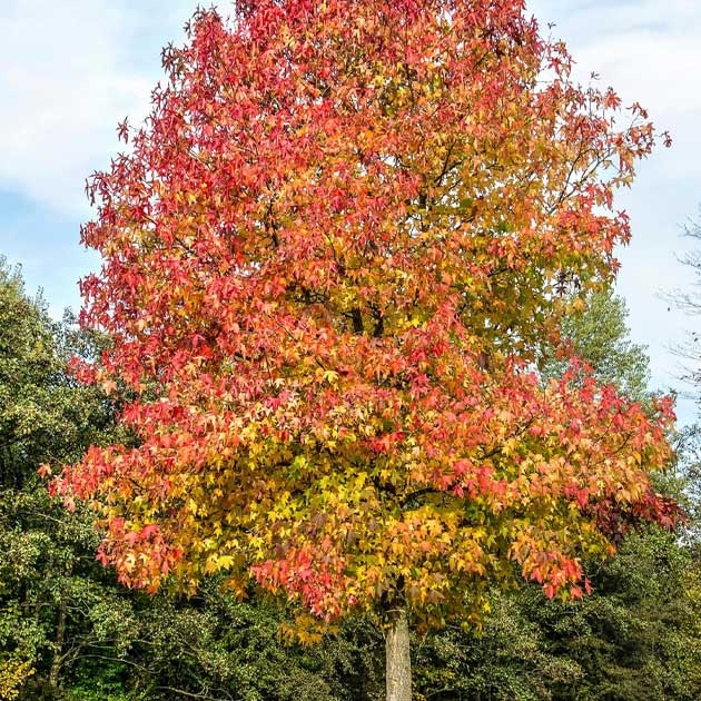 Curraghchase Garden Centre | Liquid Amber (Worplesdorn)