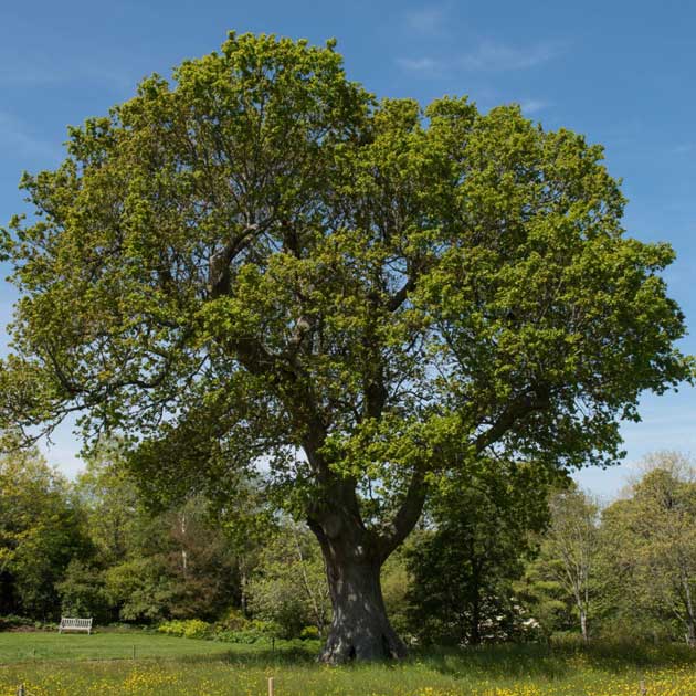 Curraghchase Garden Centre | Quercus robur