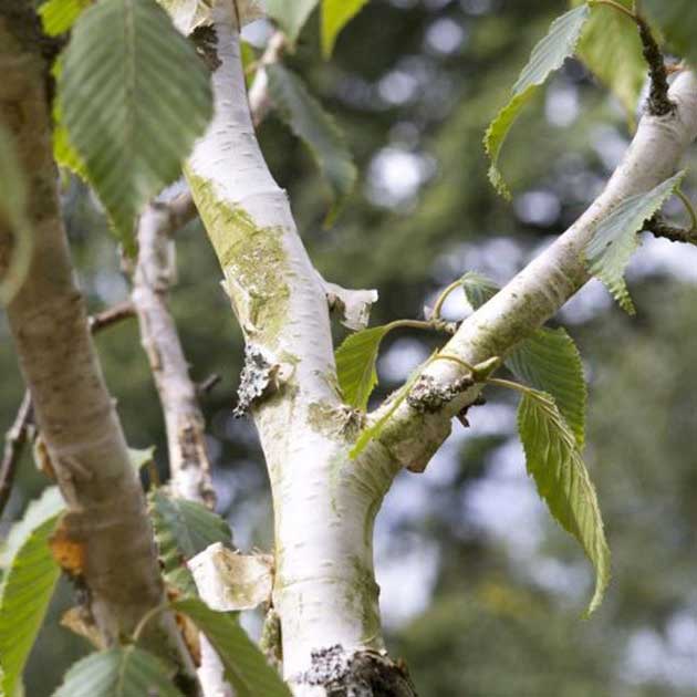 Curraghchase Garden Centre | Betula Jacquemontii